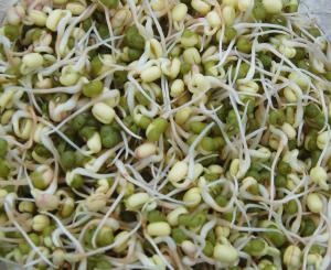 Meatless Monday Sprouts