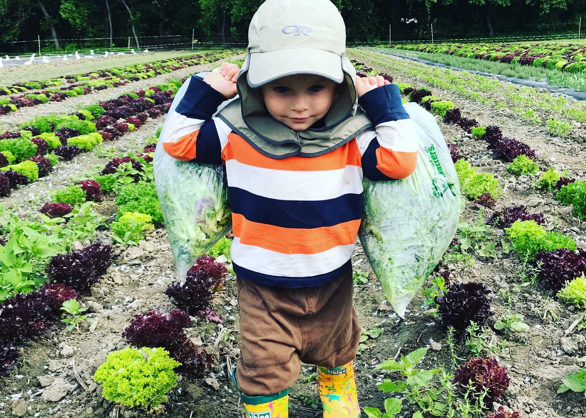 Photo of Nikki's son carrying freshly picked greens out of a Chittenden County farm.