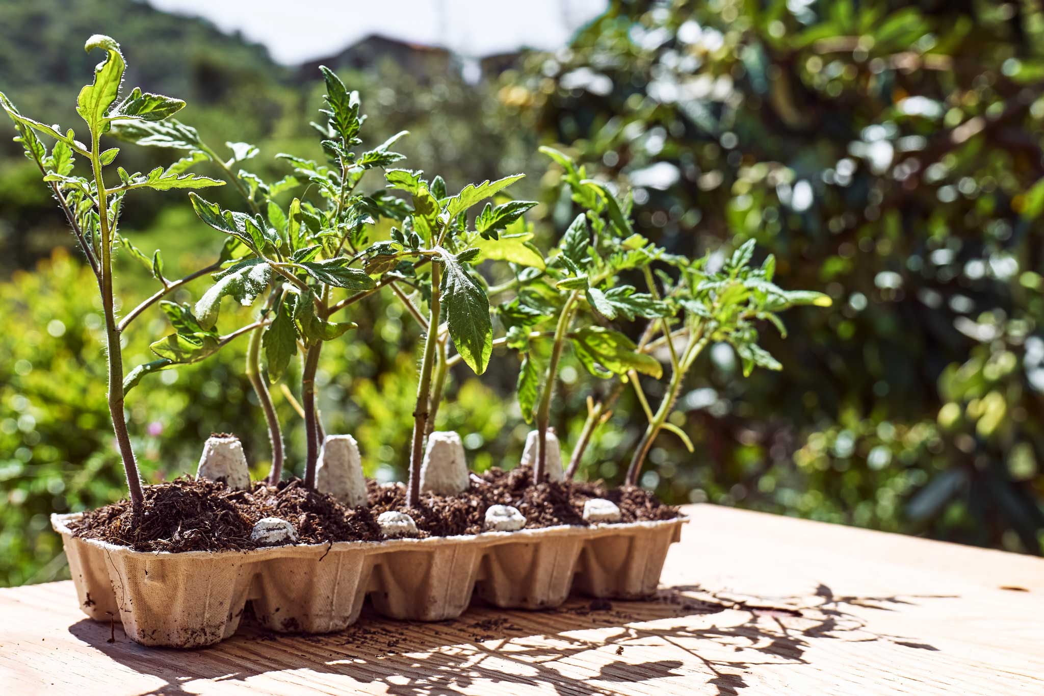 Photo of tomato seedlings in egg carton. With the sun shining and warm temps, the time is right to get going with seeds, gardens, and 3SquaresVT!