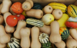 Photo of variety of winter squash including butternut, acorn, and delicata