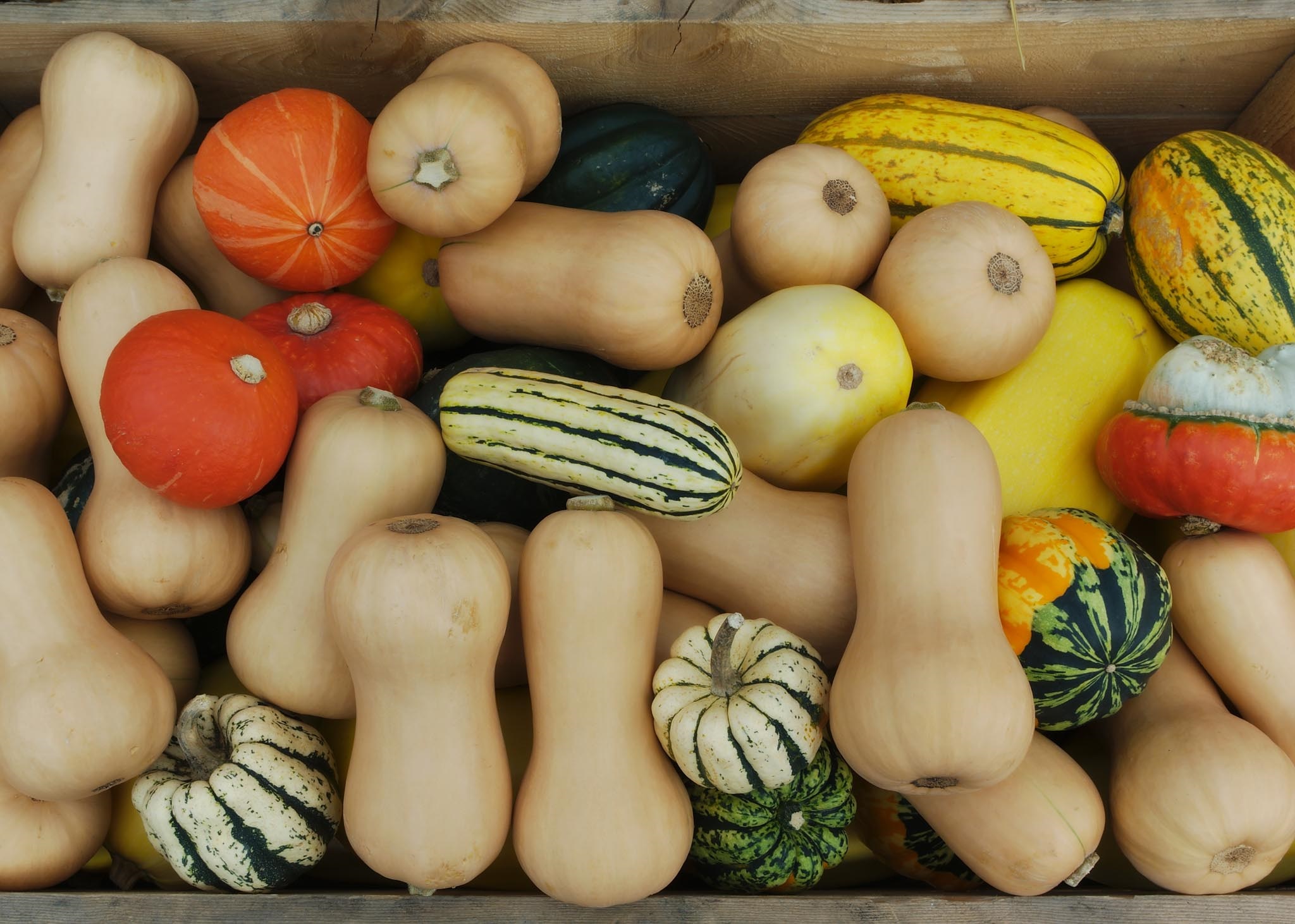 Photo of variety of winter squash including butternut, acorn, and delicata