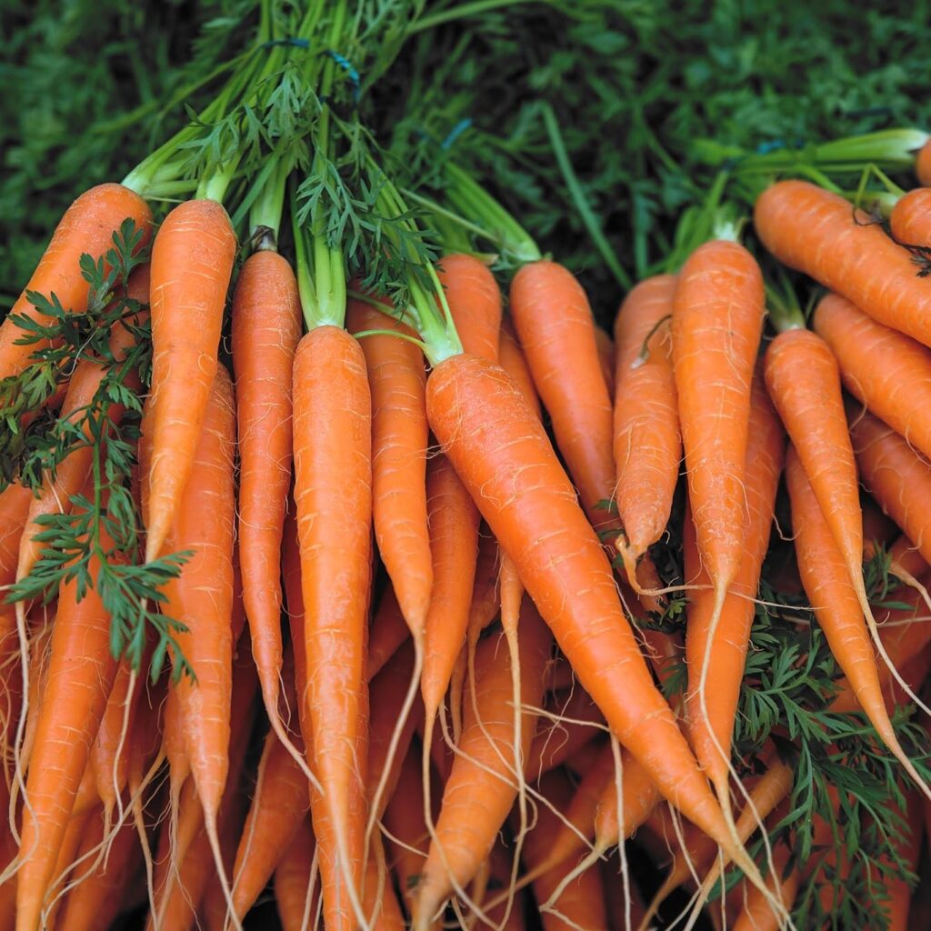 Photo of Bunches of Carrots