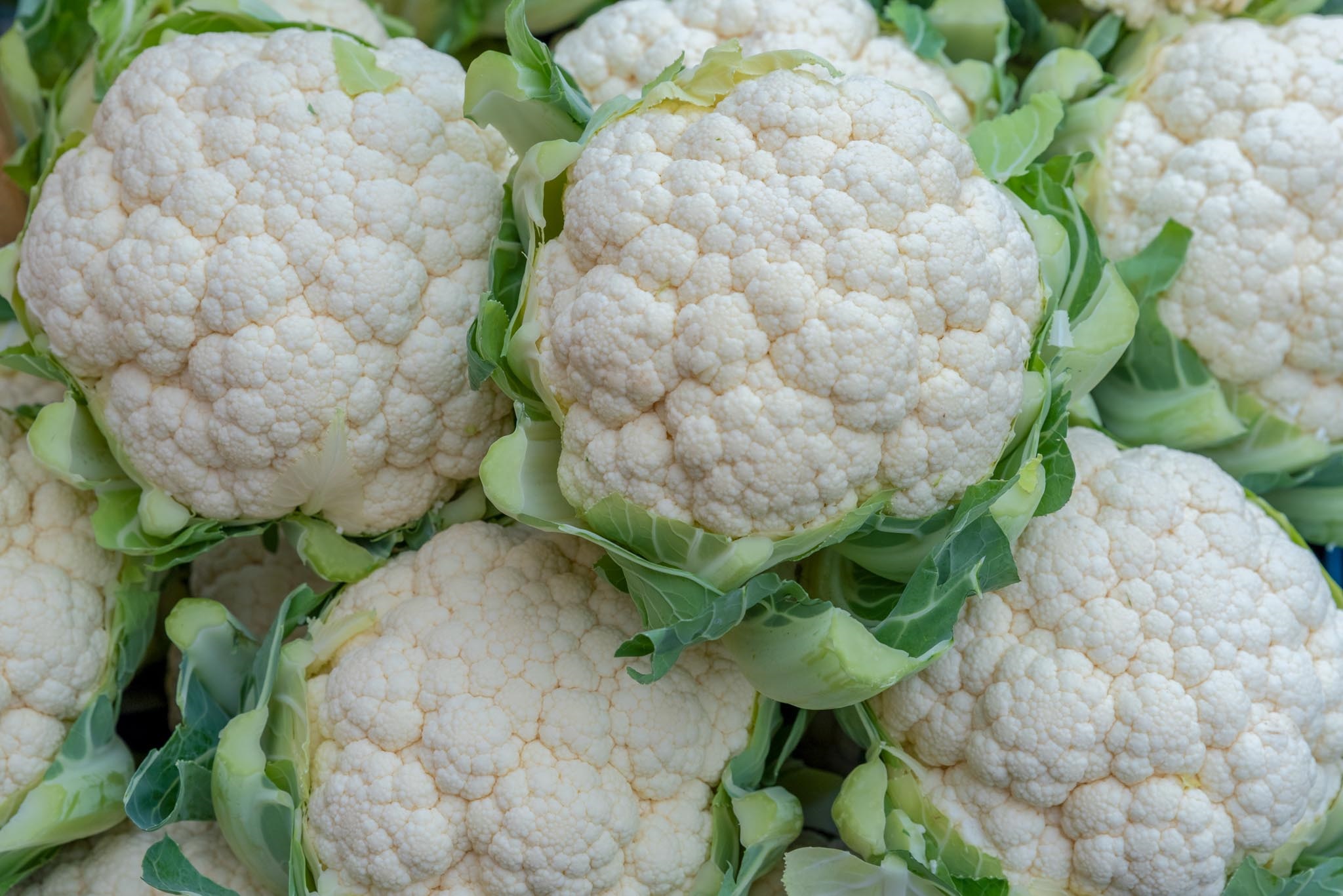 Photo of heads of cauliflower