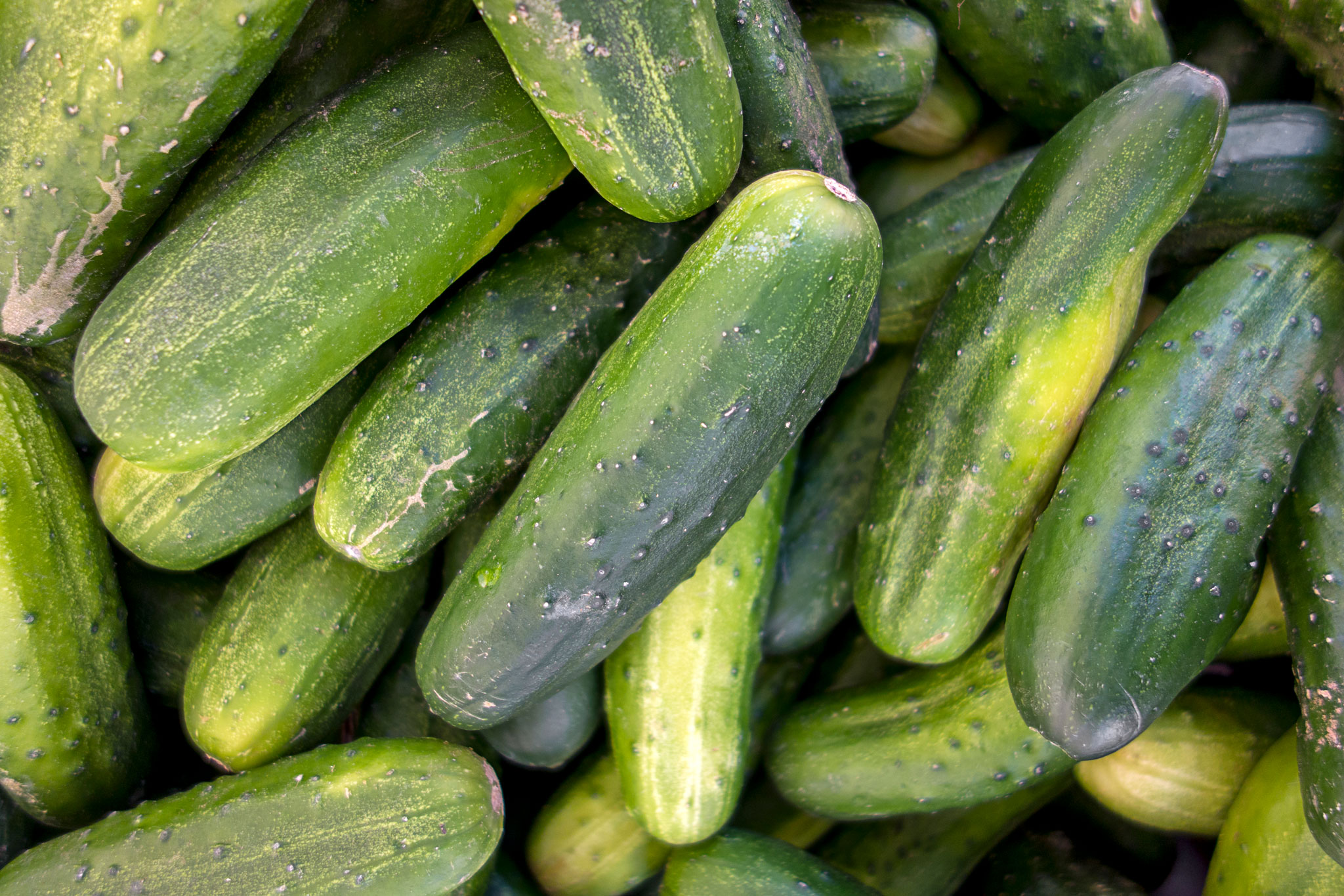 Try this simple cucumber salad recipe with your summer harvest!