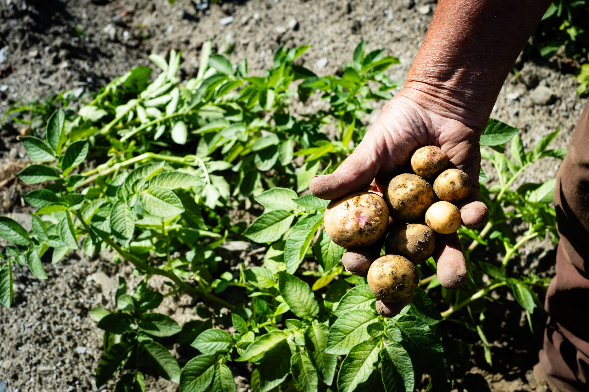 20250918_pots Local potatoes from Chapelle's Vermont Potatoes are available to neighbors through the Vermonters Feeding Vermonters program.
